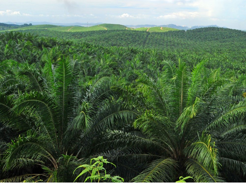 NPK fertilizers Malaysia