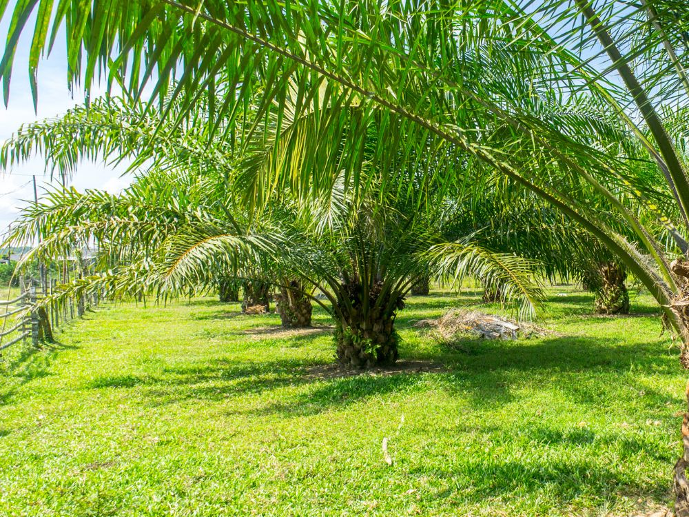 NPK Fertilizers Wholesale Malaysia